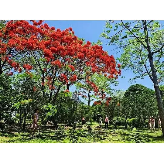 Nola zabaltzen dute lorontziko Royal Poinciana zuhaitzek landareen handizkakoentzako merkatuaren irismena?