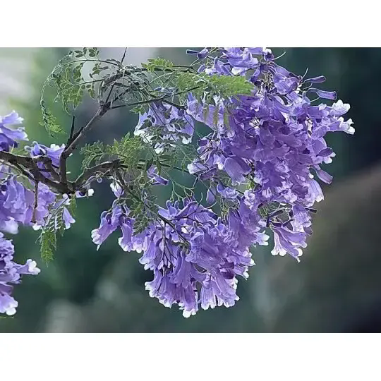 Nola sortzen ditu Jakaranda zuhaitz batek paisaia harrigarriak eta iraupen luzeko edertasuna? Nola sortzen ditu Jakaranda zuhaitz batek paisaia harrigarriak eta iraupen luzeko edertasuna?