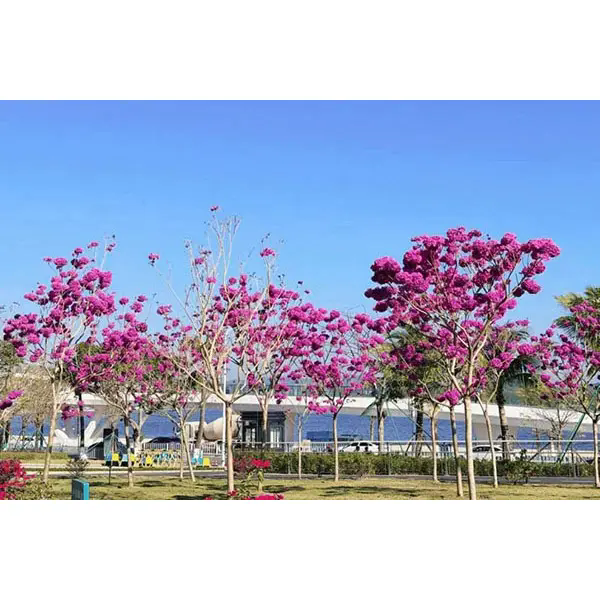 Zerk egiten du Purple Trumpet Tree aukera aproposa paisaia proiektu harrigarrietarako? Zerk egiten du Purple Trumpet Tree aukera aproposa paisaia proiektu harrigarrietarako?
