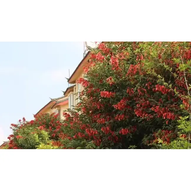Cockscomb Coral Tree Bonsai