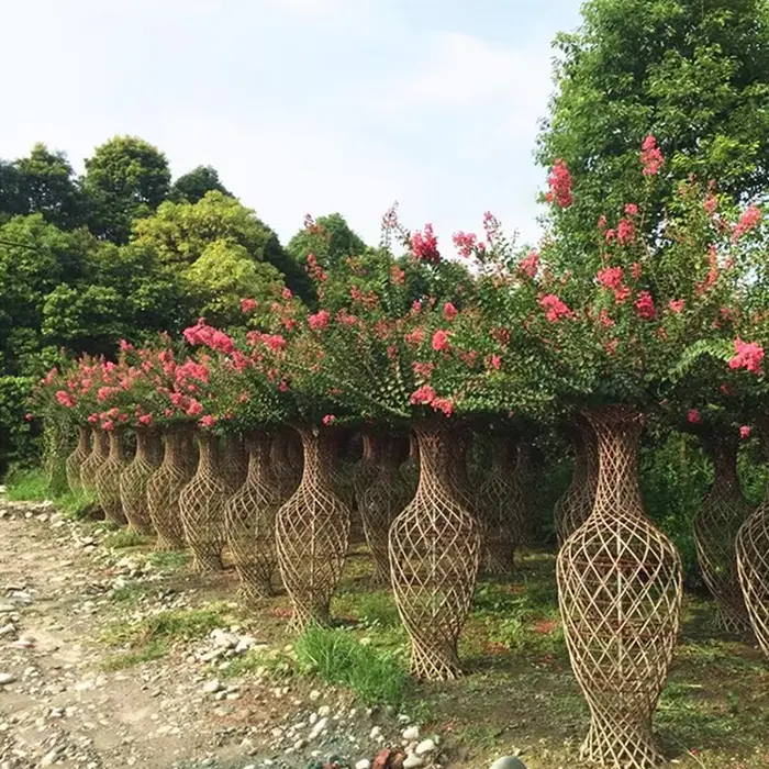 Crape Myrtle Bonsai Zuhaitza