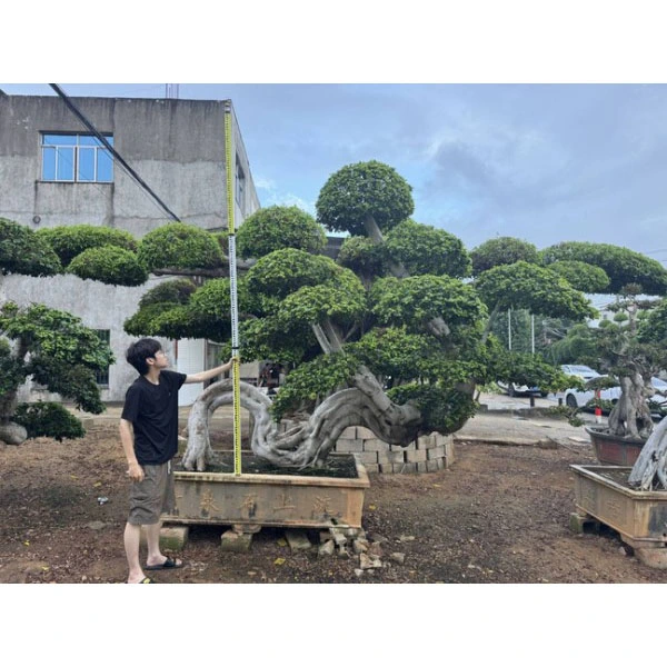 Ficus Microcarpa Bonsai Zuhaitza