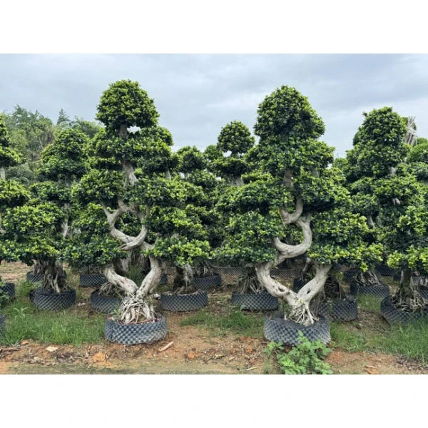 Ficus Microcarpa kaleko zuhaitzak
