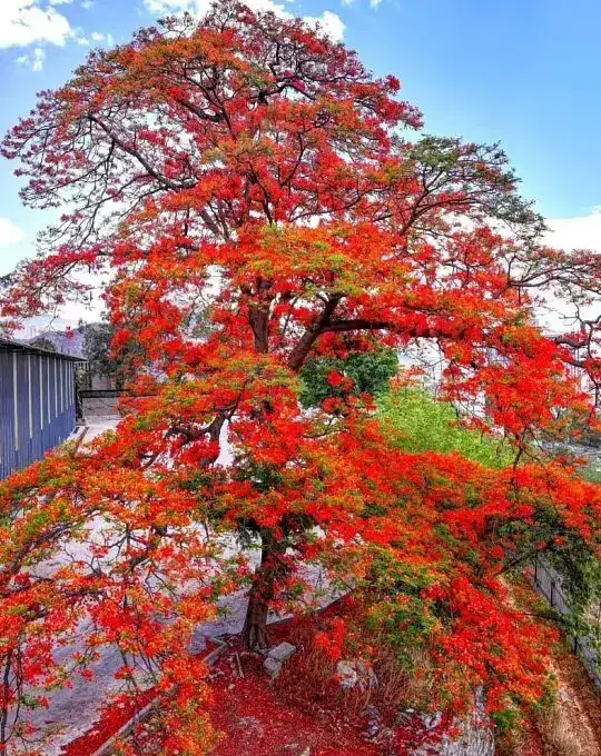 Potted Royal Poinciana Tree