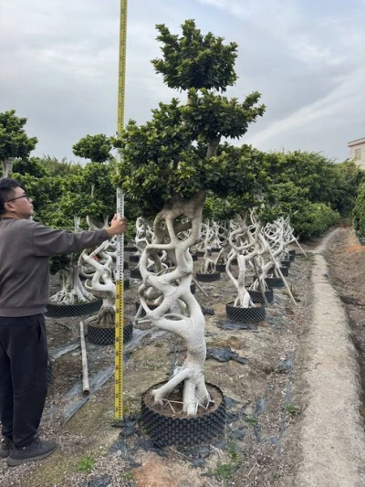 Ficus Microcarpa Bonsai Tree