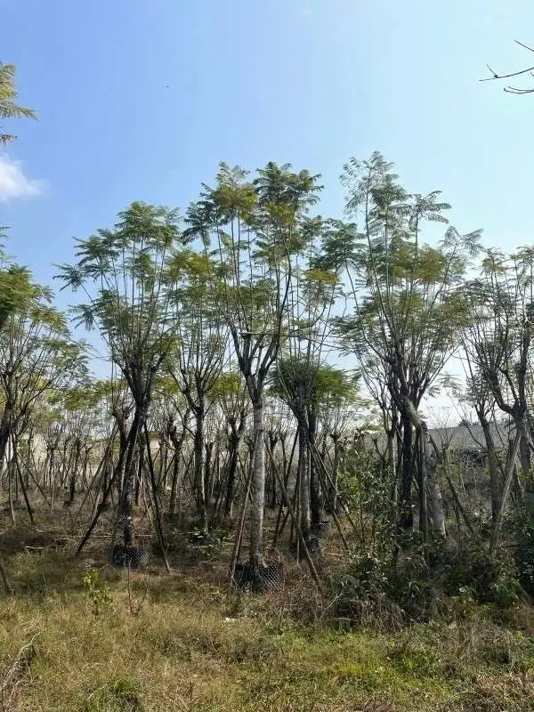 Specimen Jacaranda Tree