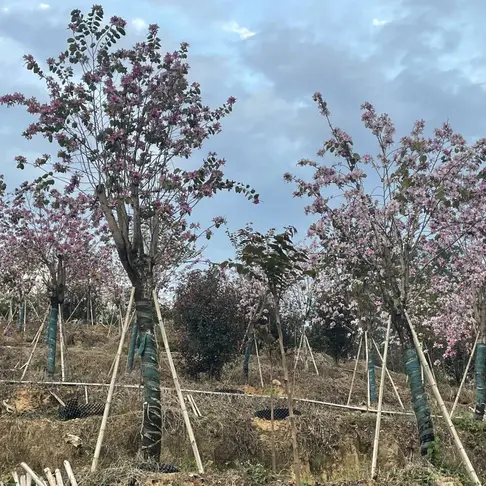 Pink Orchid Tree Bonsais