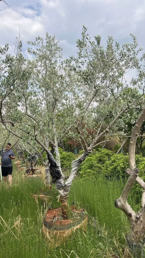 Street Olive Tree