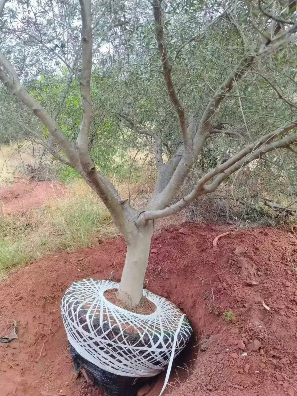 Street Olive Tree