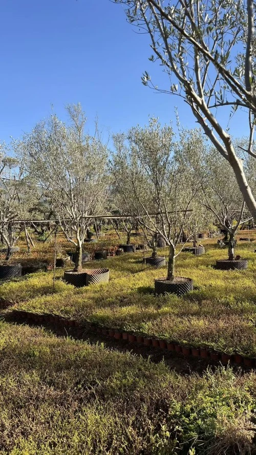 Street Olive Tree