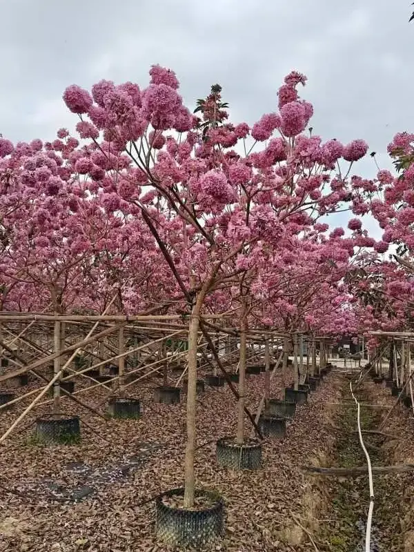 Purple Trumpet Tree Bonsai