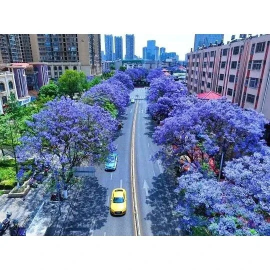 Jacaranda Bonsai Zuhaitza