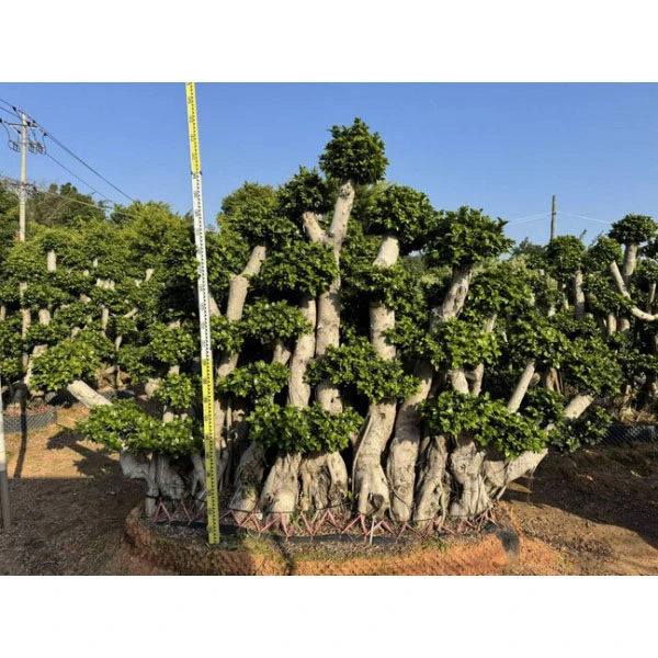 Ficus microcarpa zuhaitza alea